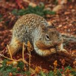 九鼎国际娱乐的魅力:为何成为玩家们的首选娱乐场所 17fnif