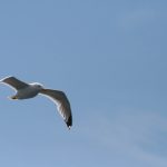 九游会平台j9的优势分析:为何玩家纷纷选择它 qp0vjinf