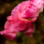 17046期足彩开奖结果揭晓,大奖花落谁家? 5aqtddv7c